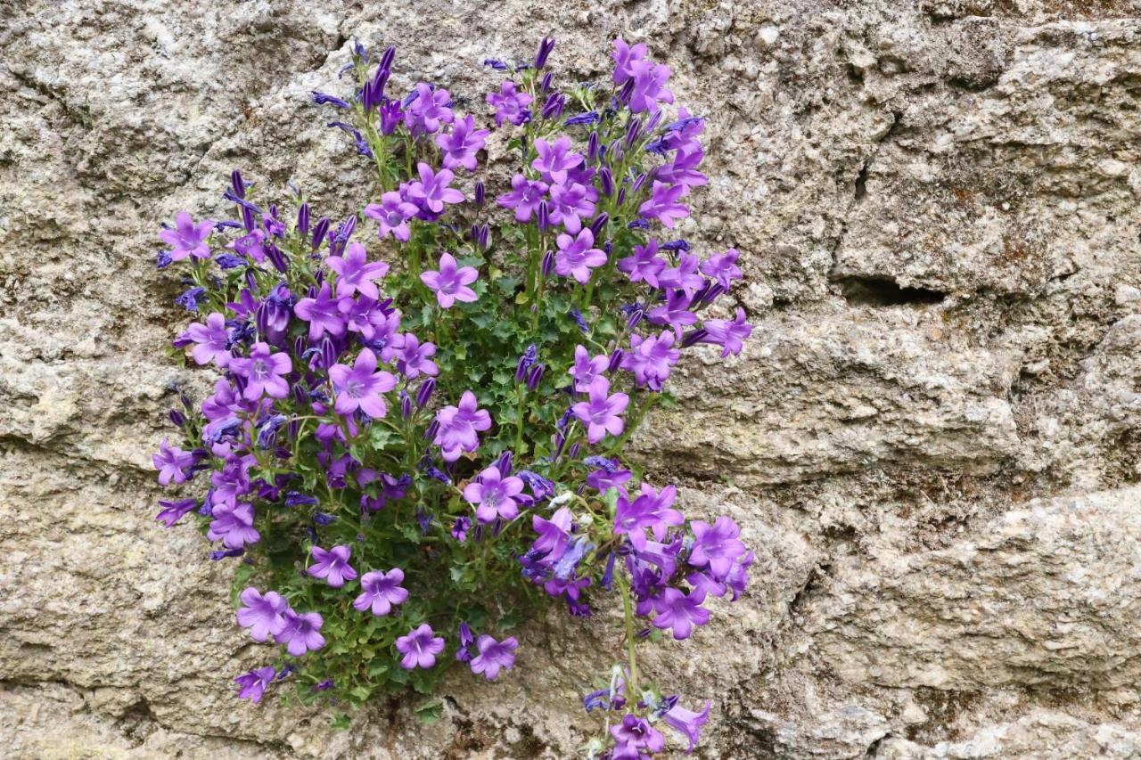 L'Atelier Et Sa Terrasse Διαμέρισμα Pontivy Εξωτερικό φωτογραφία